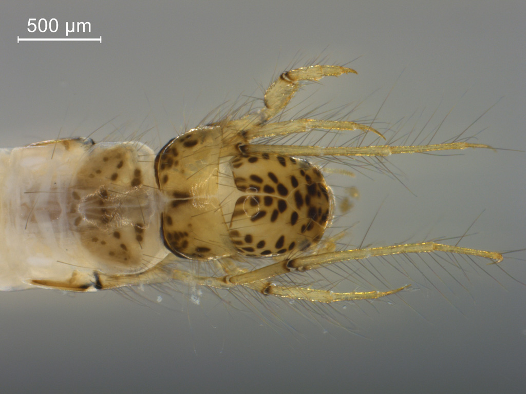 Ylodes detruncatus